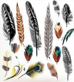 Bird Feather Retro Vibrant