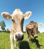 Close up Cows