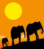 Baby Elephant and Family
