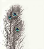 Feathers of Exotic Bird