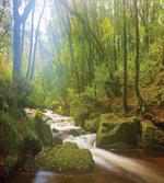 Forest at Golitha Falls
