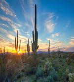 Cactus Noon