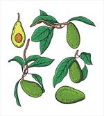 Exotic Fruits on Branch