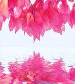 Pink Leaves on River