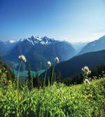Diablo Lake Dandelions