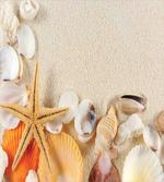 Seashells Starfish