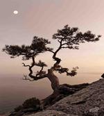 Lonely Juniper Tree Fall