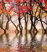 Fall Season River with Trees