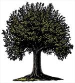 Digital Fruit Tree