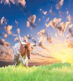 Female Cow in Pasture Sky