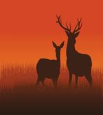 Deer Doe Autumn