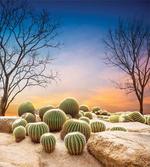 Cactus Balls on Mountain