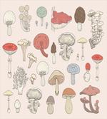 Pastel Various Mushrooms
