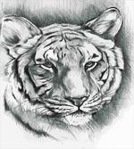 Grey Lion Head artwork