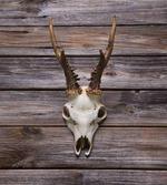 Rustic Antlers on Wood