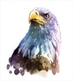 Watercolor Bald Eagle