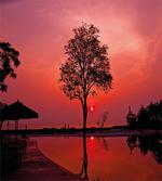 Twilight Sky with Tree