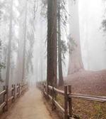 Forest in Foggy Morning