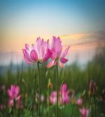 Blooms Garden