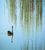 Black Swan on the Lake
