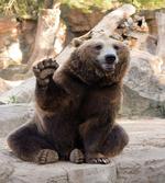 Friendly Animal Waving Paw
