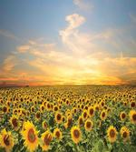 Blooming Farm at Sunset