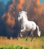 Andalusian Horse Dusk