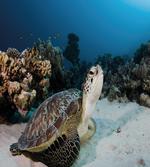 Turtle Coral Reef