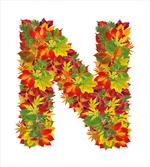 Fall Maple Tree Leaves