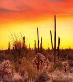 Cactus and Weeds Land