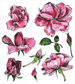 Garden Flowers Rose Buds