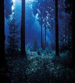Misty Fall Nature Scenery