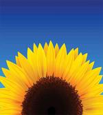 Sunflower Leaf