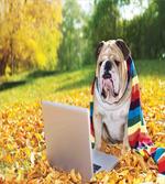Dog in the Park