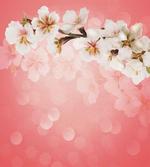 Blossoming Sakura Branch artwork