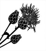 Thorny Plants Healthy