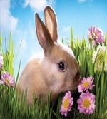 Grass and Spring Flowers