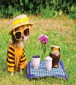 Clothed Puppy at Picnic