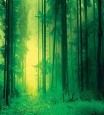 Fairy Springtime Forest