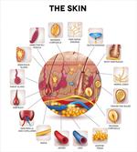 Skin Anatomy Veins