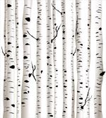 Seasonal Woodland