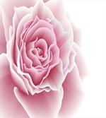 Rose Petals Beauty