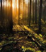 Misty Morning Sun Rays