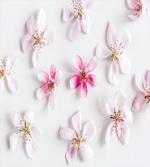 Sakura Petals Love