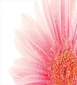 Wet Gerbera