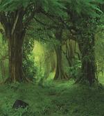 Tropical Jungle Trees