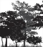 Deciduous Trees Nature artwork