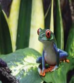 Exotic Vivid Animal on Leaf