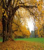 Big Oak Tree