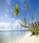 Tropical Beach and Palm Leaves